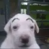 dessu vich